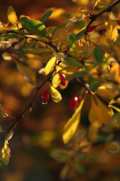 Colors at garden