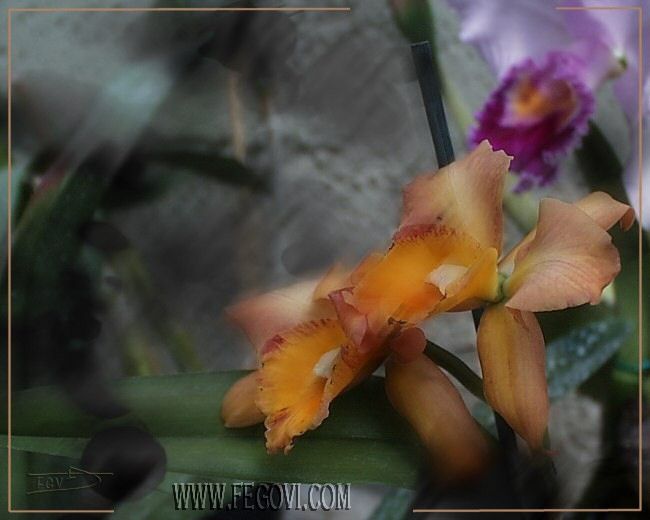 Orchid