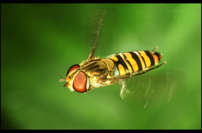 bzzzzzzzz