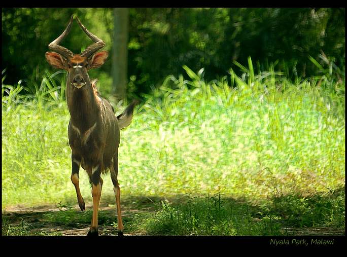 Nyala Park, Malawi