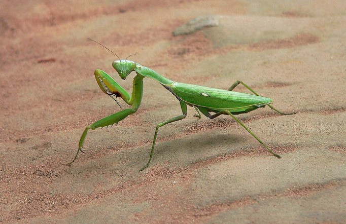 Kudlanka
