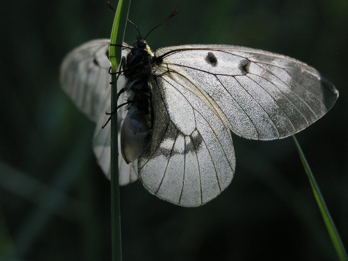 motýl