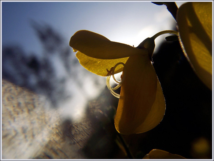 flower of light