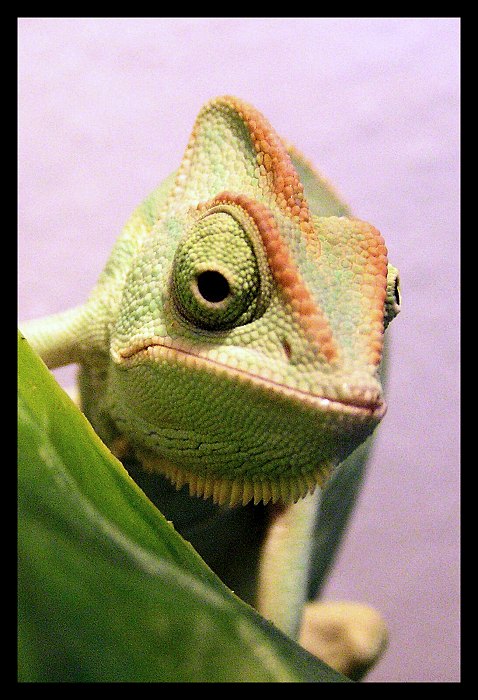 Chameleo calyptratus