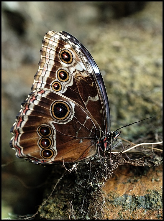 Morpho peleides