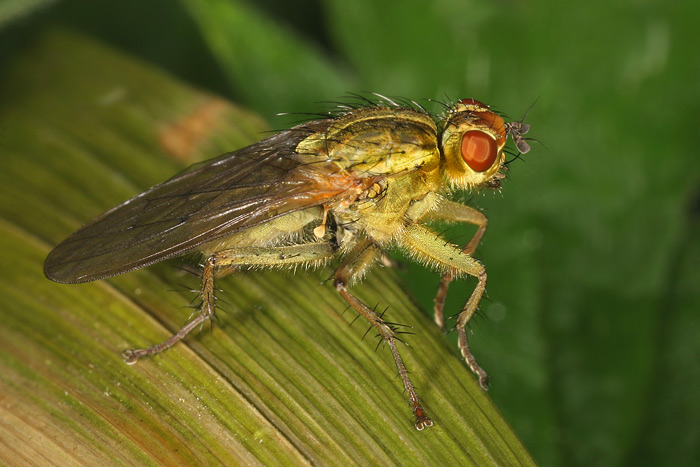 Výkalnice hnojí (Scatophaga stercoraria)