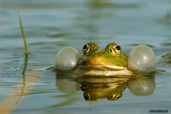 Skokan zelený (Rana esculenta)