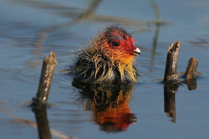 Lyska černá (Fulica atra)