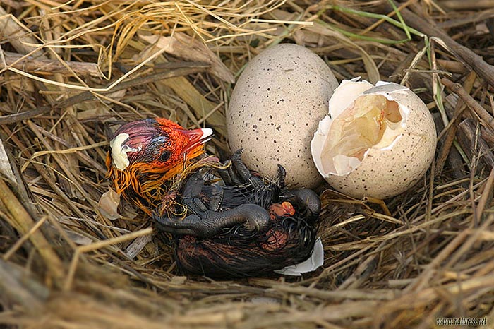 ZROZENÍ -Lyska černá (Fulica atra)II