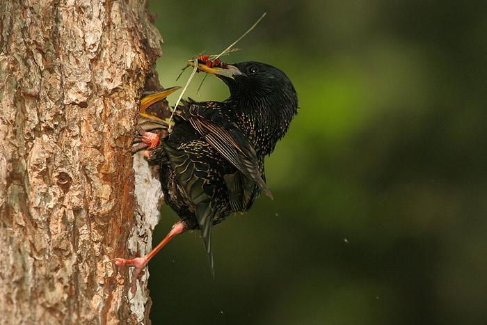 Špaček obecný (Sturnus vulgaris)