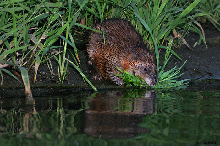 Ondatra pižmová (Ondatra zibethicus)