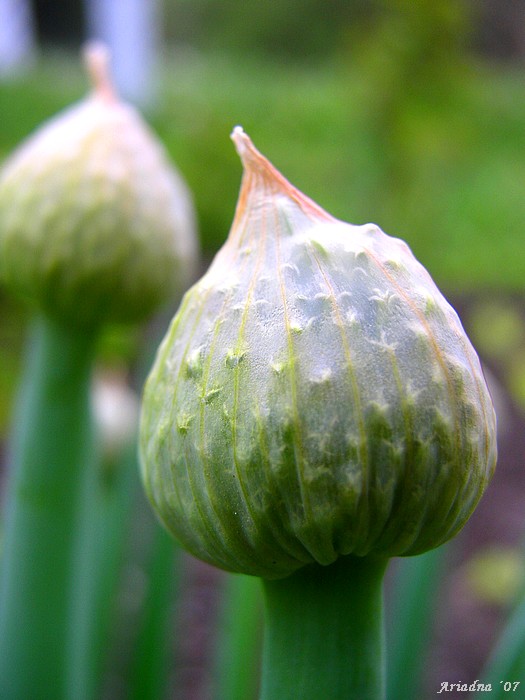 Cibule