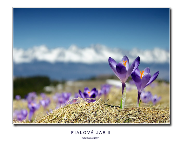 Fialová jar II