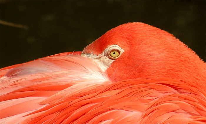 Phoenicopterus ruber