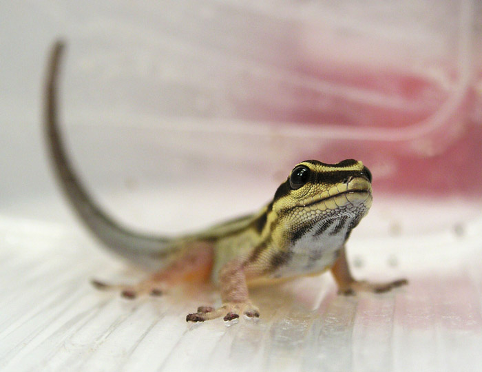 Lygodactylus kimhowelli