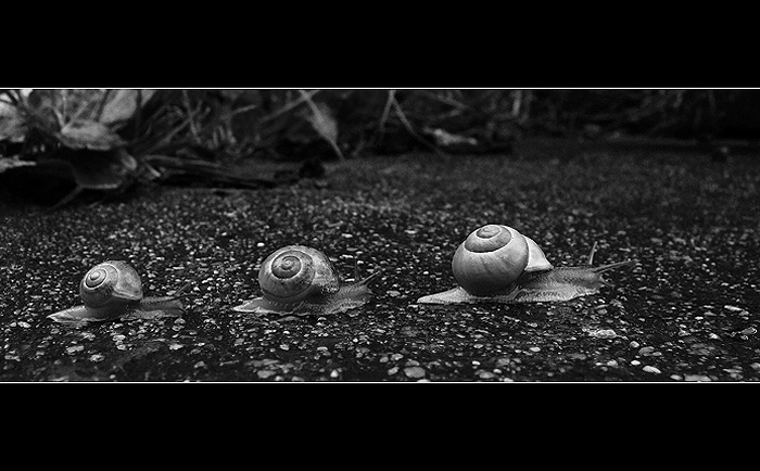Trio