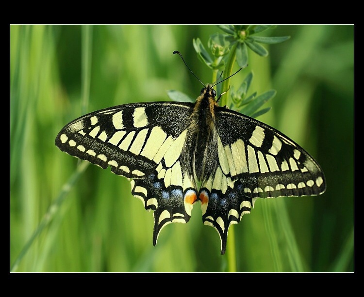 Otakárek fenyklový