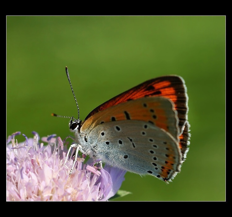 Ohniváček černočarý