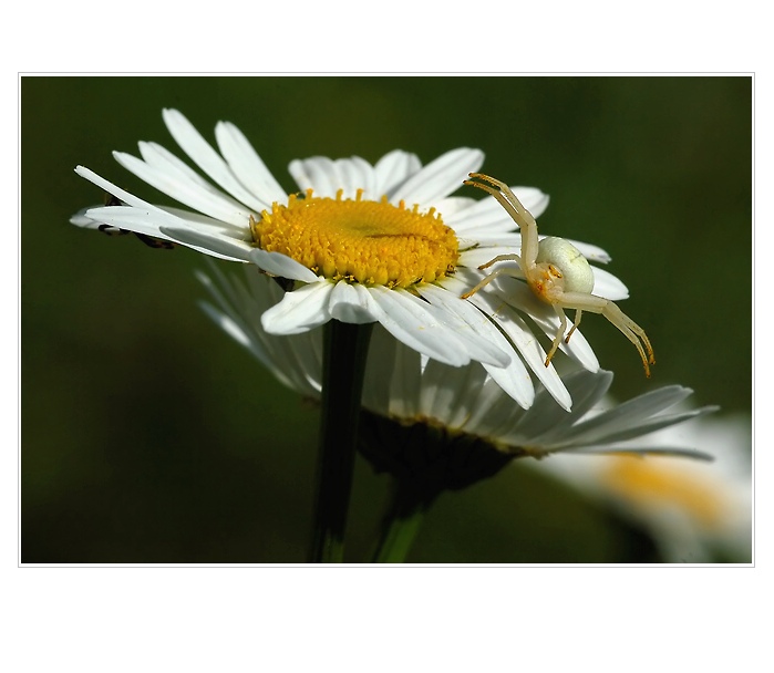 Tak pojď, já čekám