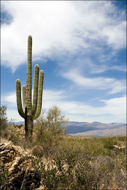 Saguaro