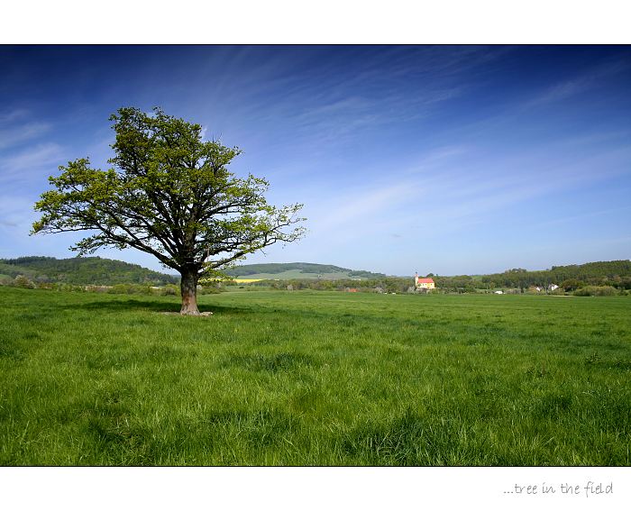 ...tree in the field...