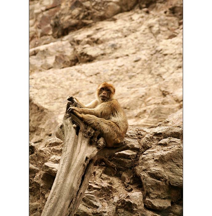 ...monkey planet...