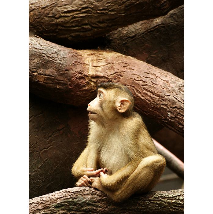...monkey planet II...