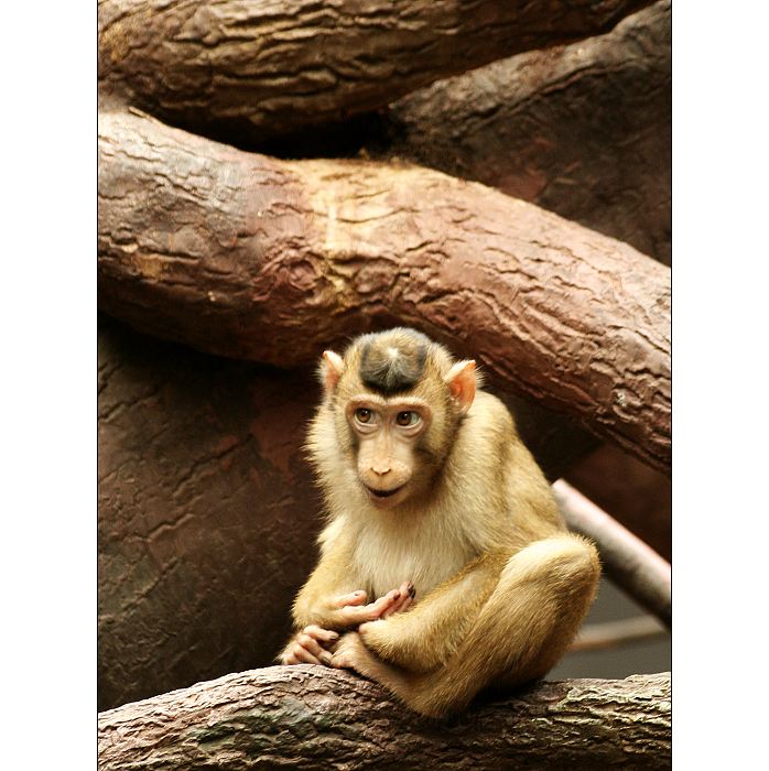 ...monkey planet III...