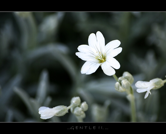 ...gentle II. ...