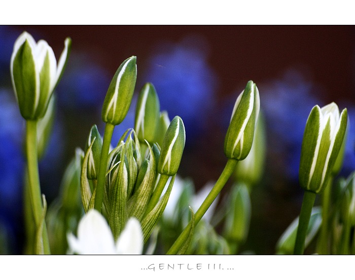 ...gentle III. ...