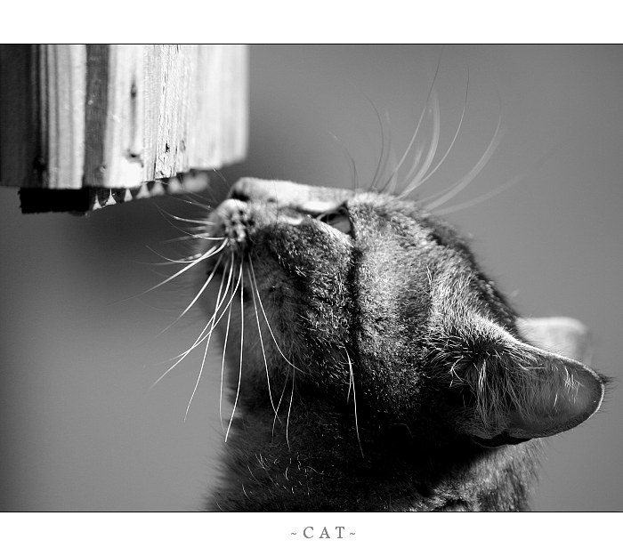 ...cat...