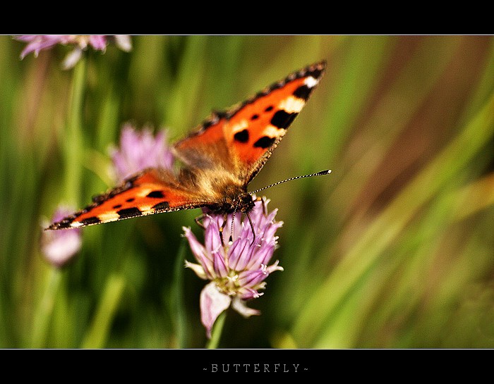 ...Butterfly...