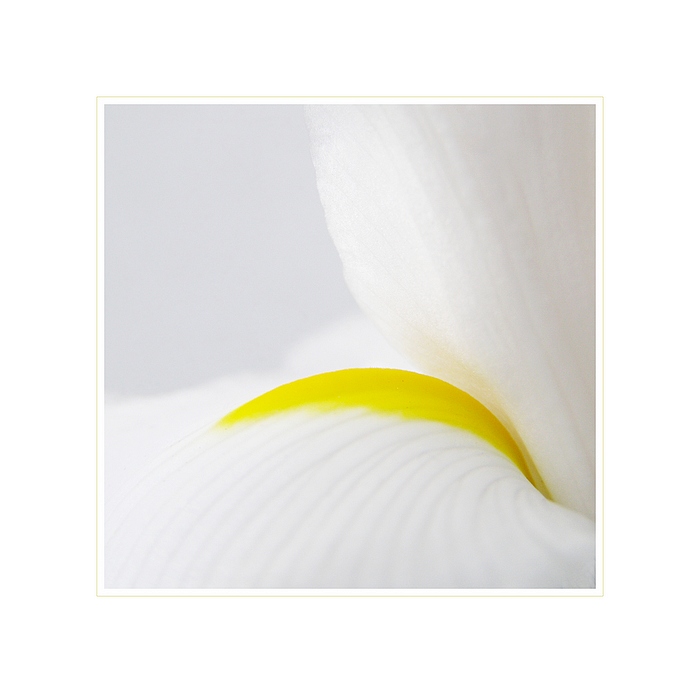 ...iris...