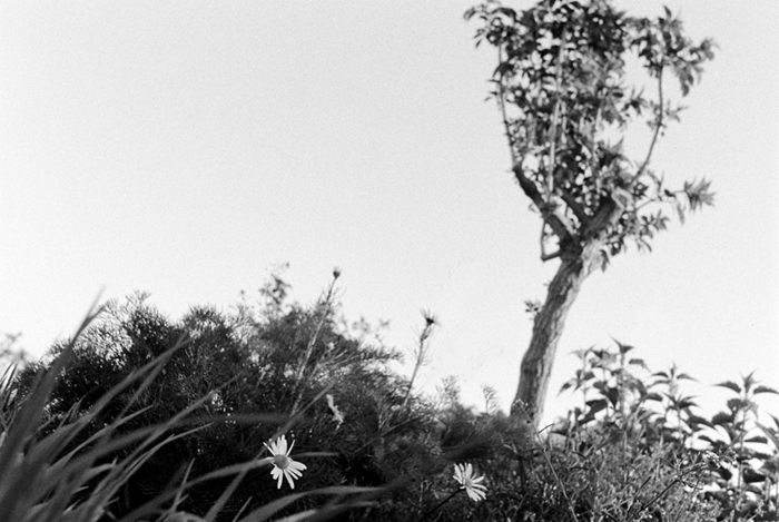 ikebana