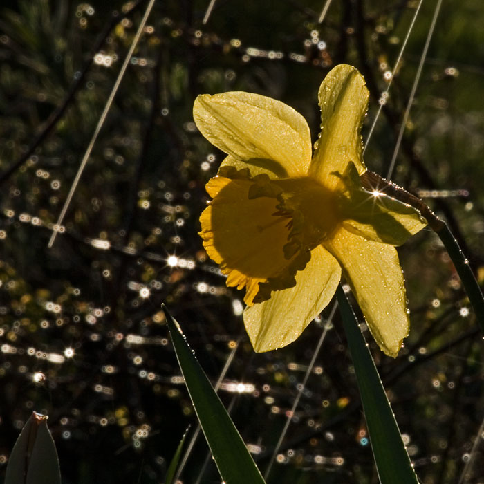 když padají hvězdy