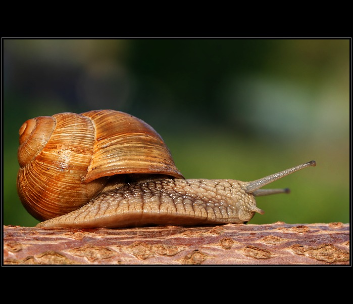 Závodní hlemýžď