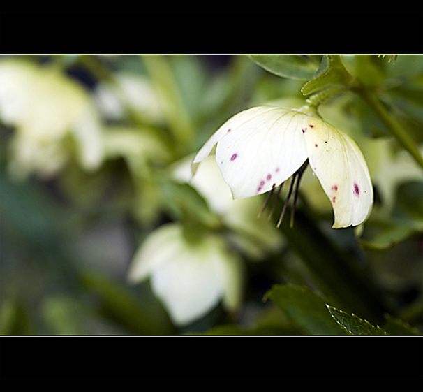 jsem puntíkovaná II