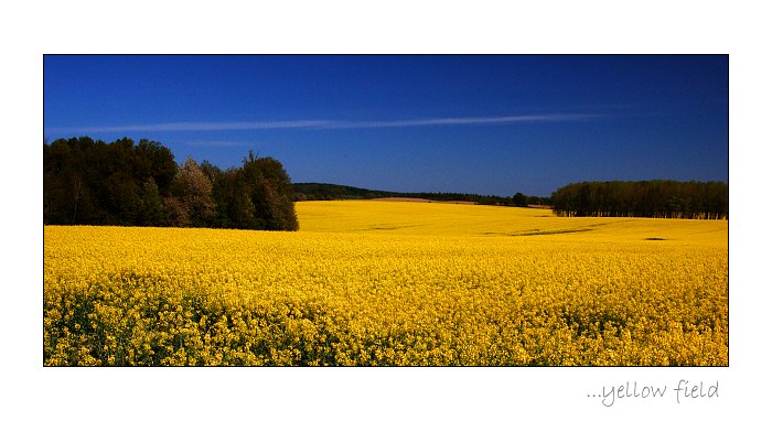 ...yellow field...