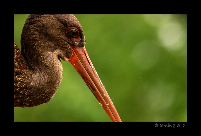 ...dreaming bird...