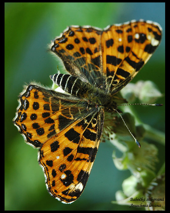 Babočka síťkovaná