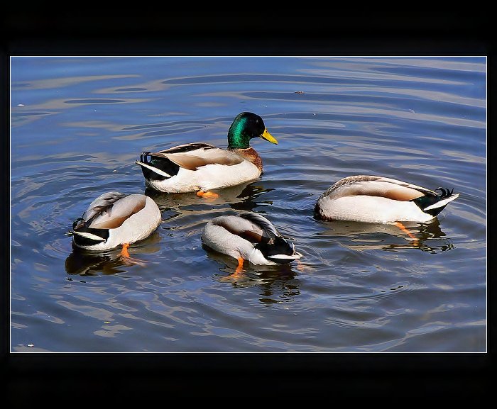 Vaše veličenstvo...