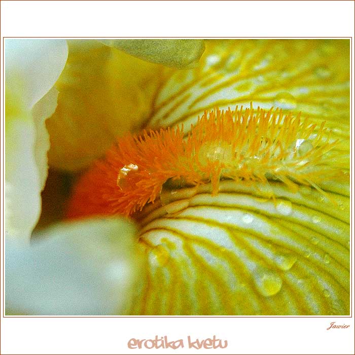 Erotika kvetu