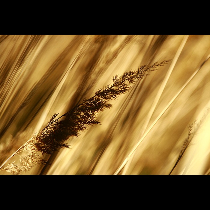 trávovka VII...