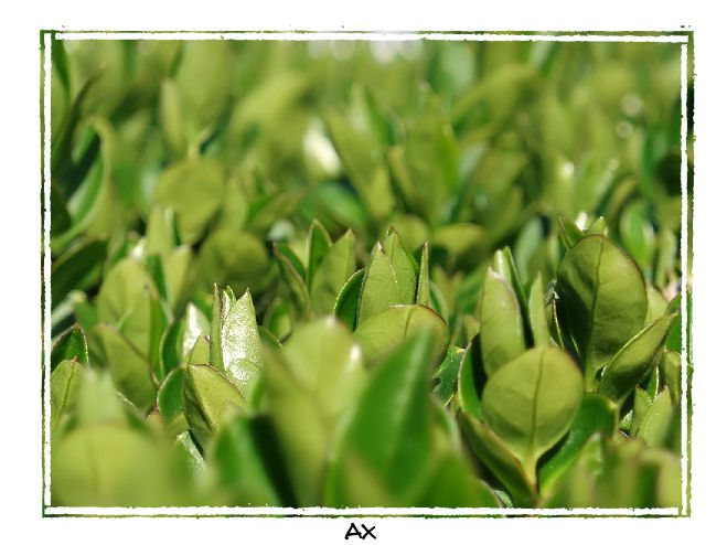 green..