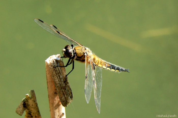 Ze života vážky I.
