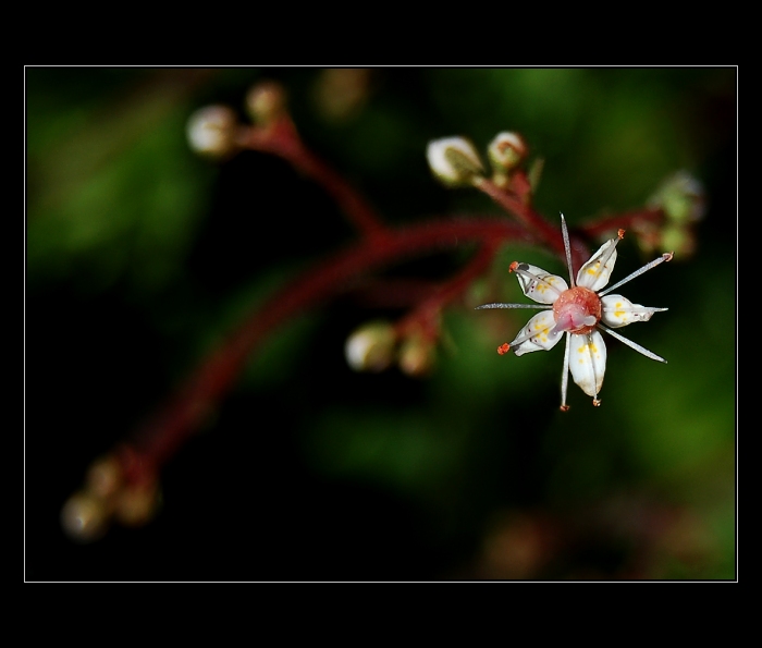 STARFLOWER