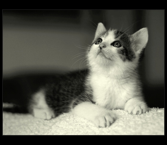 CAT PORTRAIT I