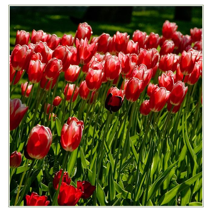 Tulipánová V