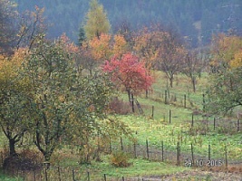 zahrada v lete