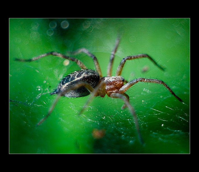 Tegenaria-derhami (Pokoutník domácí)